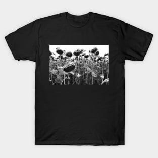 wilting sunflowers in black and white T-Shirt